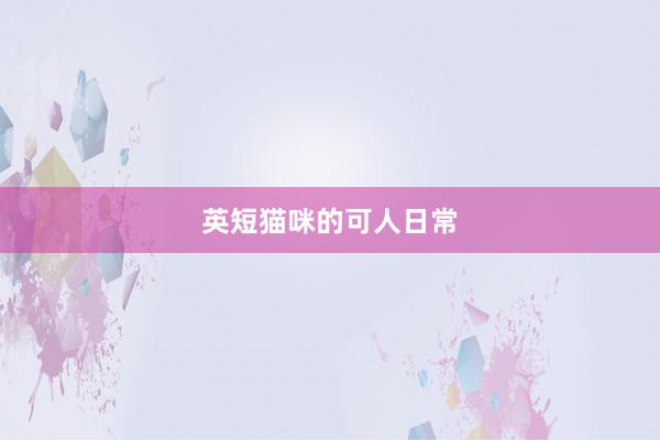 英短猫咪的可人日常